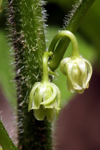 Eastern Green Violet Bonsai