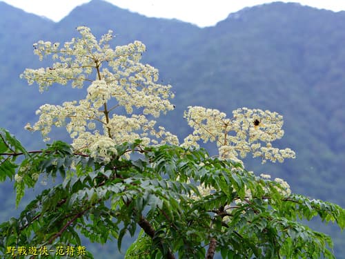 Aralia bipinnata Bonsai