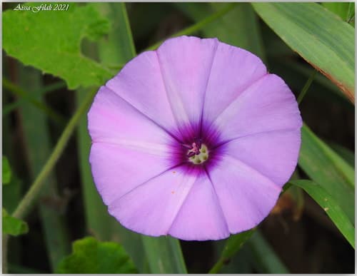 Mallow Bindweed Flower
