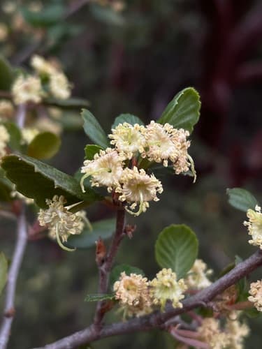 Smooth Mountain Mahogany Bonsai