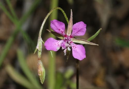 Diamond Clarkia