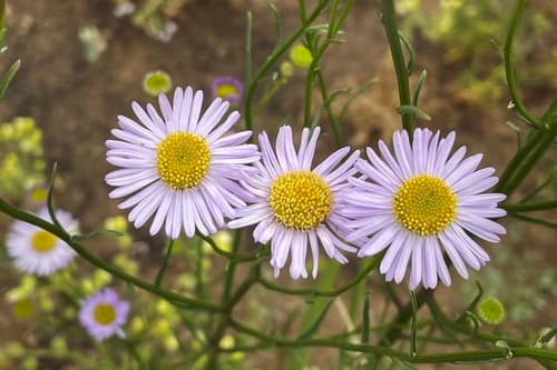 Leafy Fleabane Bonsai