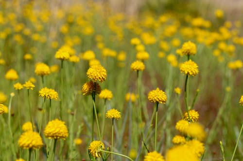 Yellow Bachelor's Button