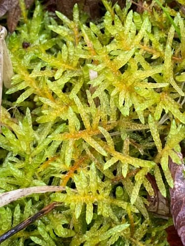 Neat Feather-moss