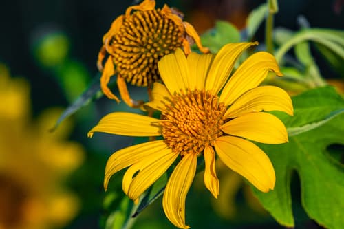 Mexican Sunflower Bonsai