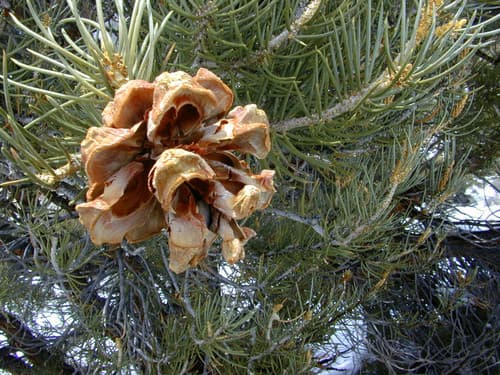 Singleleaf Pinyon Tree Branch with Cone
