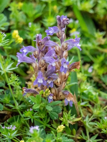 Dwarf Sorrel Broomrape