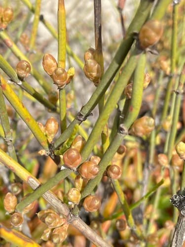 California Jointfir Bonsai