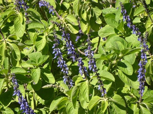 Woolly Plectranthus