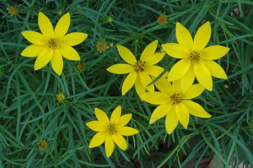 Whorled Coreopsis Bonsai