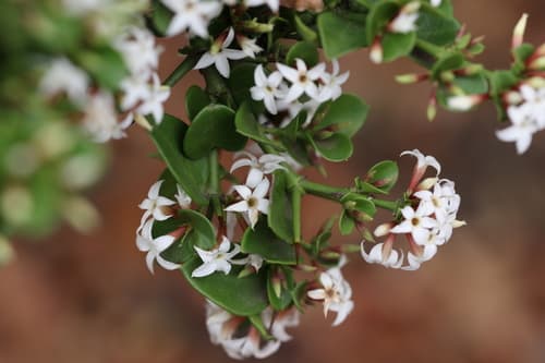 Num-Num Flowering Plant