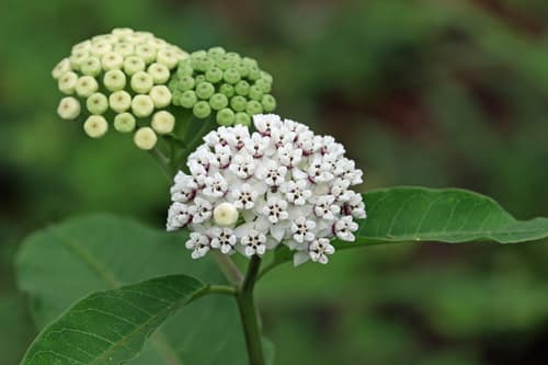 Redring Milkweed