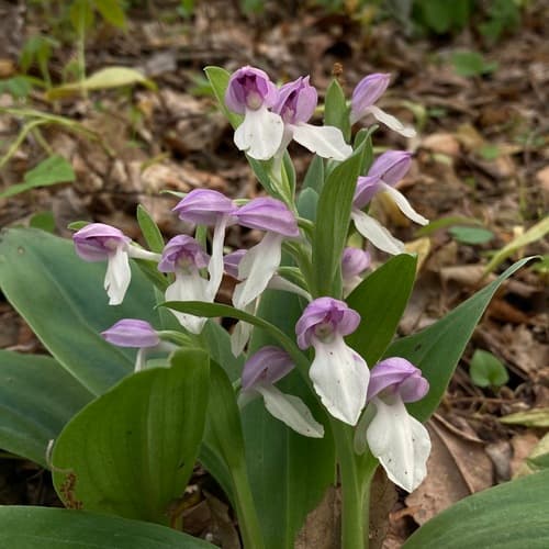 Showy Orchis