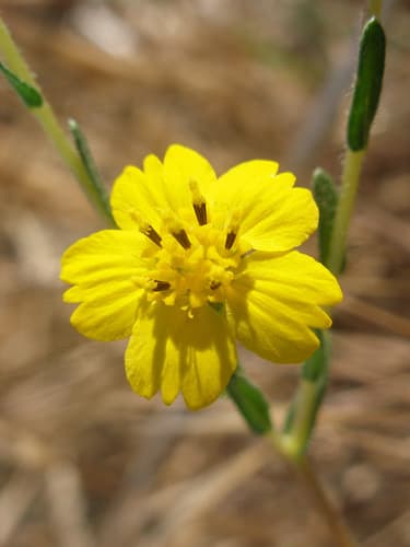 Clustered Tarweed