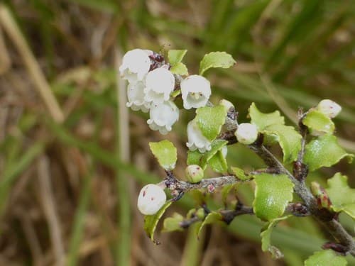 Bush Snowberry Bonsai