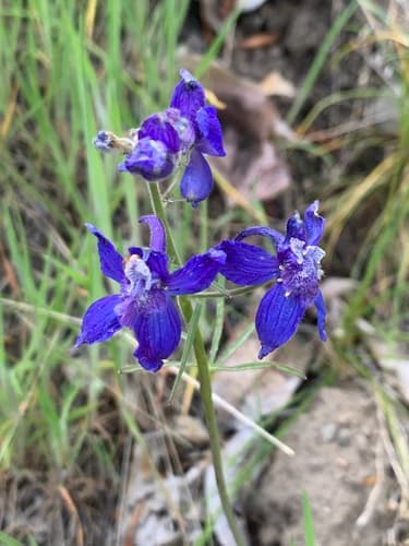 Upland Larkspur