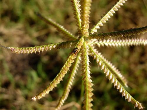 Hooded Windmill Grass