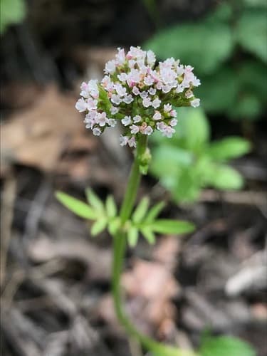 Marsh Valerian