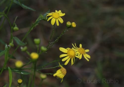 Madagascar Ragwort