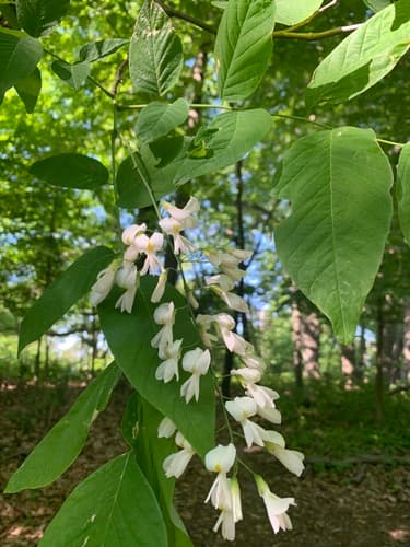 Kentucky Yellowwood Bonsai