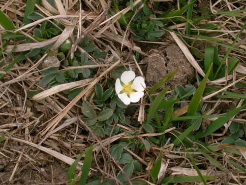 Western Cinquefoil