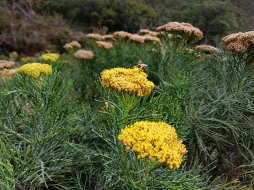Pok Coulterbush Bonsai