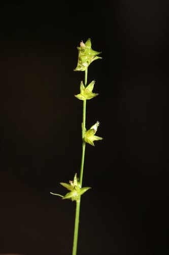 Bracted Sedge Specimen