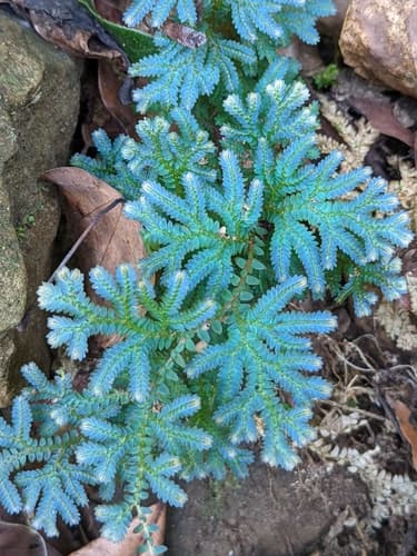 Peacock Spikemoss