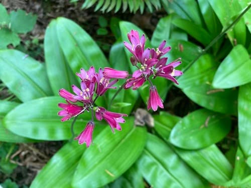 Andrews' Clintonia