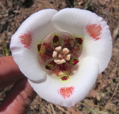 Butterfly Mariposa Lily