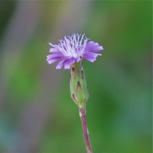 Grass-leaf Lettuce Flower