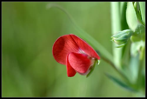 Red Vetchling