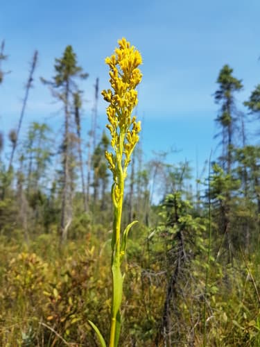 bog goldenrod