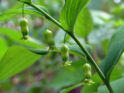 hairy Solomon's-seal