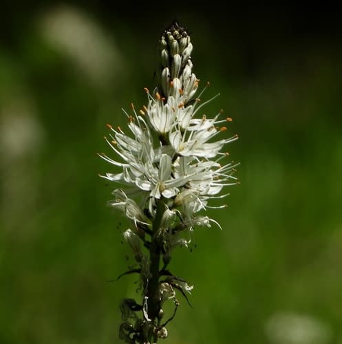White Asphodel