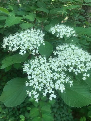 Linden Viburnum Bonsai