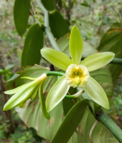 Flat-leaved Vanilla