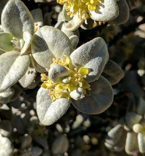 Roundleaf buffaloberry