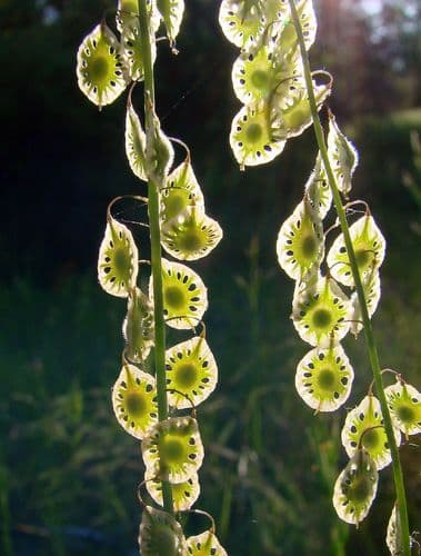 Sand Fringepod Plant