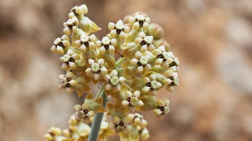 White-stemmed Milkweed