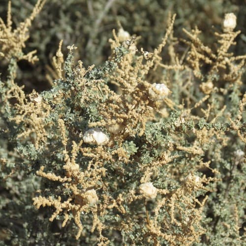 Cattle Saltbush Bonsai