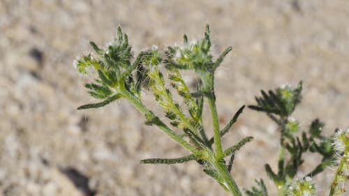 Guadalupe cryptantha