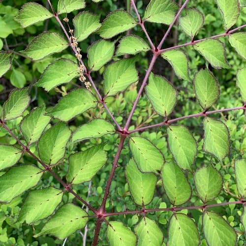 Japanese Angelica Tree Bonsai