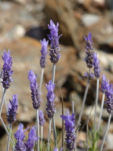 French Lavender
