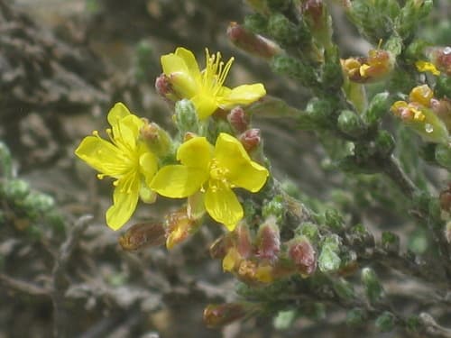 Woolly Beachheather Bonsai