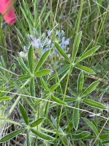 Breadroot Scurf Pea Bonsai