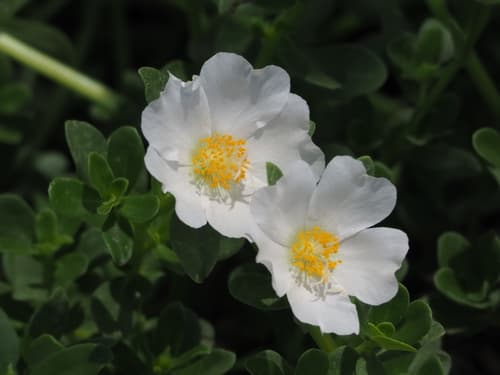 Wingpod Purslane Bonsai