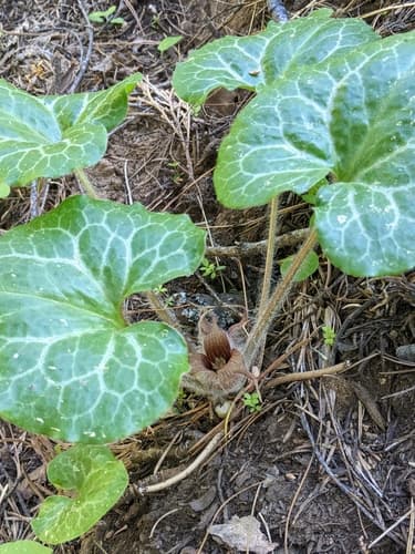 Hartweg's wild ginger