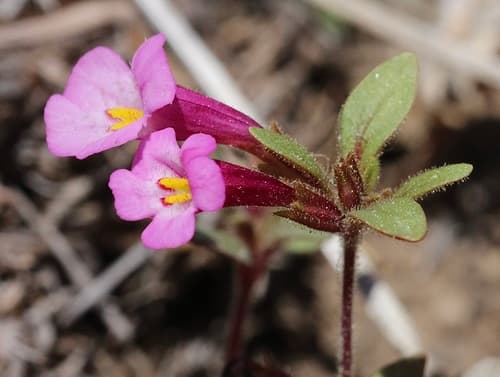 Torrey's Monkeyflower Bonsai