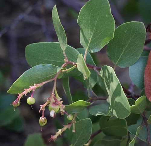 Greenleaf Manzanita